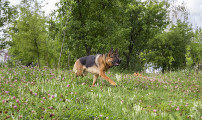 German shepherd play in the summer park