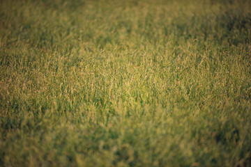Detail of tall grass in meadow.