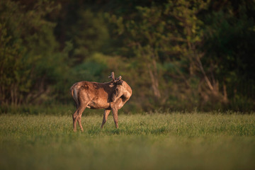 Naklejka na ściany i meble Red deer stag licking shoulder while standing in evening sun in meadow.