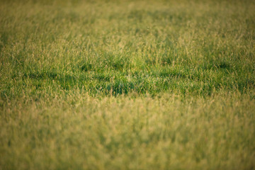 Detail of tall grass in meadow.
