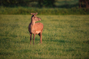 Red deer buck in spring meadow in evening sun.