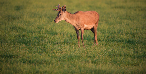 Red deer buck in spring meadow in evening sun.