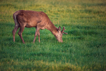 Naklejka na ściany i meble Grazing red deer stag with velvet antler in evening sun.