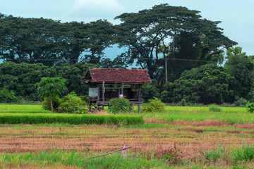 Farmer's cottage,storage hut harvested paddy field in thailand
