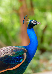Beautiful of peacock in forest,