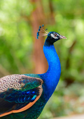 Fototapeta premium Beautiful of peacock in forest,