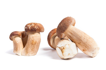 Several porcini mushrooms known as boletus edulis isolated on white background.
