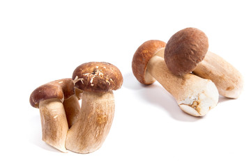 Several porcini mushrooms known as boletus edulis isolated on white background.