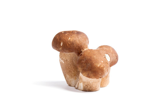 Triple porcini mushrooms known as boletus edulis isolated on white background