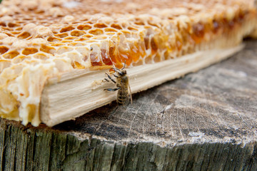 Close up view of the working bee on the honeycomb with sweet honey..