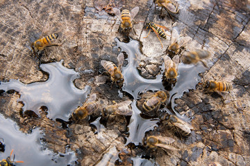 Bees and wasp swarming on honey drops on vintage wooden background..