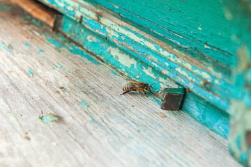 Several bees at the entrance of beehive in apiary..
