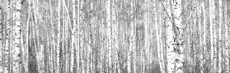 Black and white photo of black and white birches in birch grove with birch bark between other birches