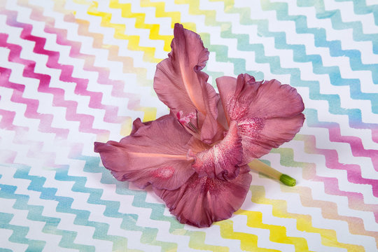 flower of a gladiolus one color of a shecald, on a multicolored background in a zigzag