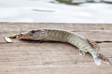 Close up view of big freshwater pike with fishing bait in mouth lies on vintage wooden background..