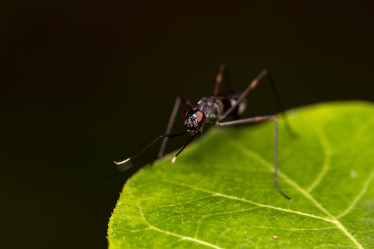 Image of  golden ants (polyrhachis illaudata) on the green leaf thailand Macro