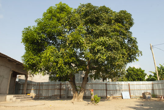 Congo arbre manguier