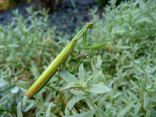 Praying mantis