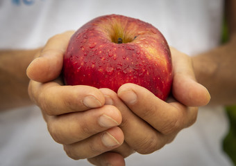 apple in the hand