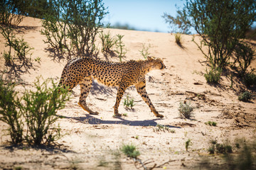 A cheetah walks in the Kgalagadi transfrontier park on the way to find a meal, South Africa.