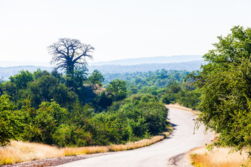 Large Baobab trees in the northern Kruger park, South Africa.