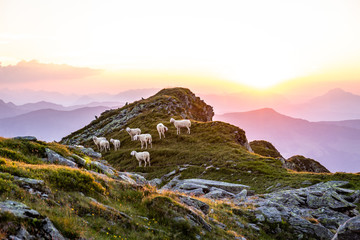 Schafe und L&auml;mmer am Berg beim Sonnenuntergang im Sommer