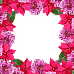 Obraz premium Beautiful floral background of Christmas stars and chrysanthemums 