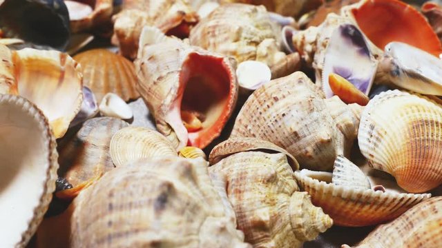 A lot of sea mollusks shells are rotating smoothly. Different types and kinds. Pearl production