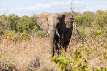 Fototapeta premium Lone male elephant walking in the bush, Kruger Park, South Africa.