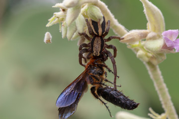 Blurry picture of a spider jumping with a victim