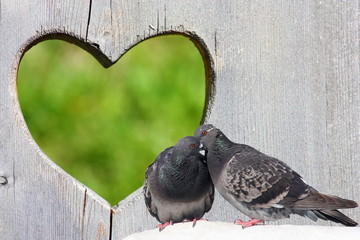 Two lovely pigeons kissing on wooden background with heart