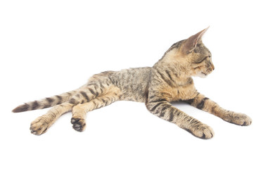 cat lying down on white background
