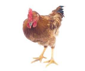 red rooster isolated. focus on the head