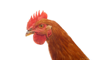 head of rooster chicken looking at camera