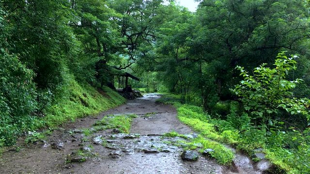 Rain in the forest on a trail with a hut in the background.