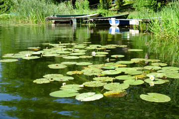 Seerosen in Ufernähe