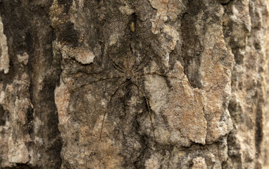 Image of lichen huntsman spider (pandercetes gracili) Brown camouflage with bark thailand macro