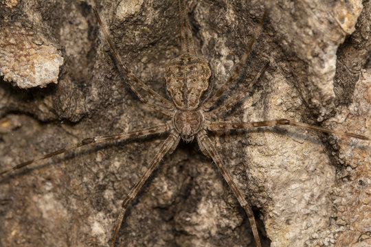 Image of lichen huntsman spider (pandercetes gracili) Brown camouflage with bark thailand macro