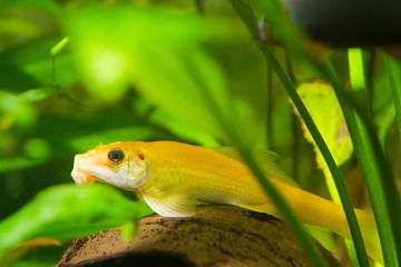 Gyrinocheilus orange, freshwater fish, dominant female, biotope aquarium, closeup nature photo