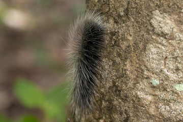 Image macro of black caterpillar worm in the wild