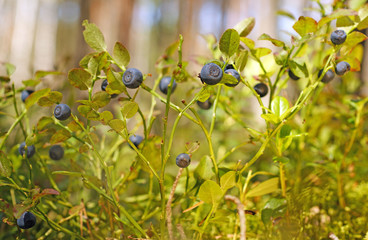 Wild blueberry on green bushes in pine summer sunny forest in Belarus