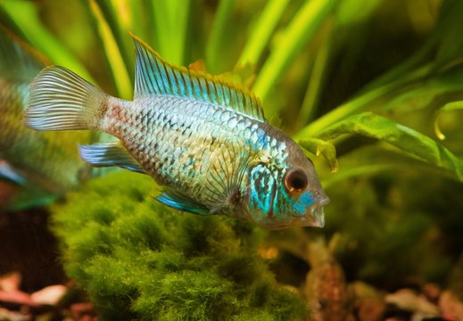 Nannacara anomala neon blue, juvenile cichlid side view, freshwater fish, natural aquarium, closeup nature photo