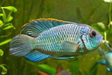 Nannacara anomala neon blue, freshwater male cichlid fish, natural aquarium, macro nature photo