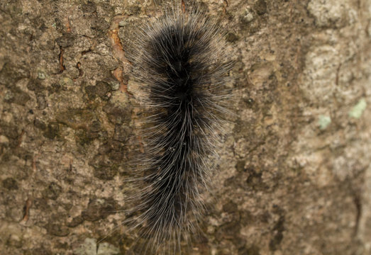 Image macro of black caterpillar worm in the wild