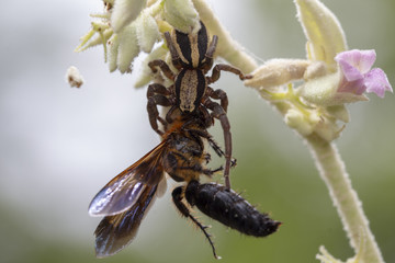 Blurry picture of a spider jumping with a victim