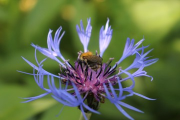 bumblebee on a flower of a mountain cornflower