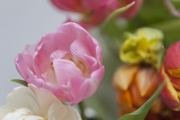 tulips, dutch, flowers, dutch tulips, flowering