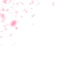 Sakura petals falling down. Romantic pink flowers corner. Flying petals on white square background. 