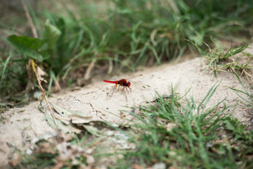 selective focus of red dragonfly on ground near grass