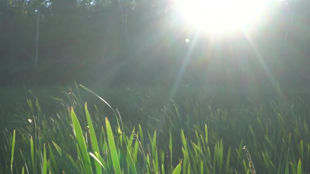 some long grass waving in the wind before the sun in a swamp area.